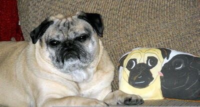 Bogart loves his art doll! Photo Courtesy of Sara P., CO
