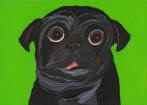 (A85) - Black Pug w/ Lime Green Bkg