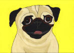 Pug Design A51