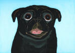 (A70) Happy Black Pug