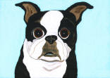 Boston Terrier