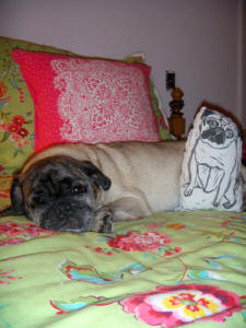 Photo courtesy of Allison S., RI