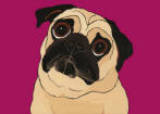 (A87) - Fawn Pug w/ raspberry bkg