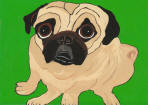 (A79) Fawn Pug Sitting / Green Background