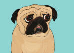 (A90) Fawn Pug with Aqua Background