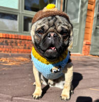 Barkclavas - Dog Hats